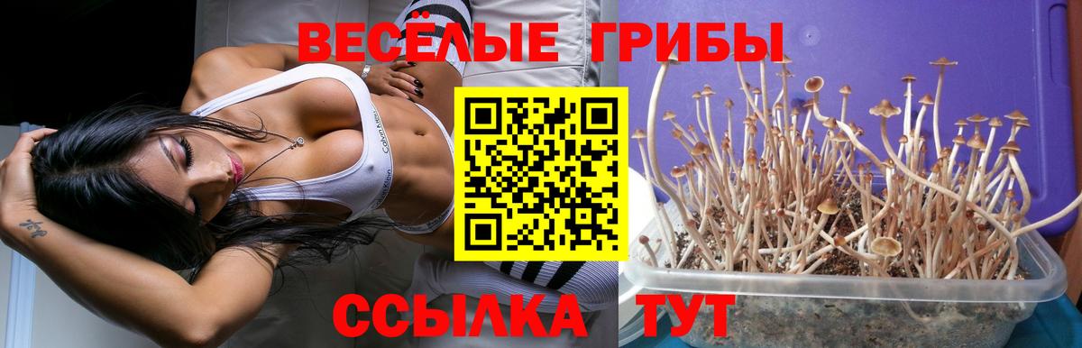 Псилоцибиновые грибы Psilocybe  Вход с VPN  Псилоцибиновые грибы Psilocybine cubensis  Всеволожск 